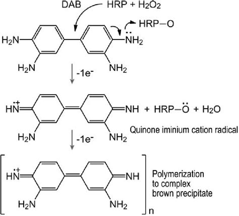 Transformation Of DAB Substrate To Precipitate With Brown Color By