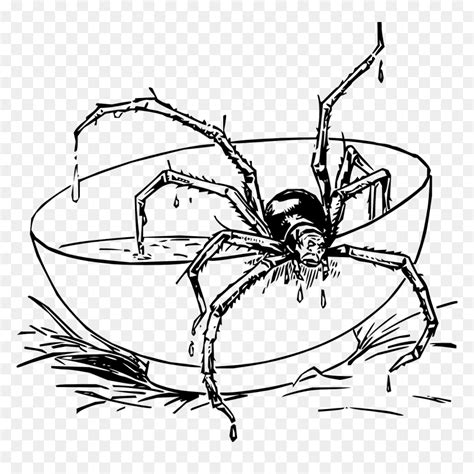 Realistic Spider Coloring Pages, HD Png Download - vhv