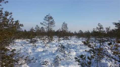 Lithuania - EUFORGEN European forest genetic resources programme