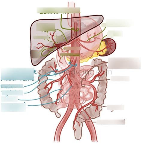 Celiac trunk Diagram | Quizlet