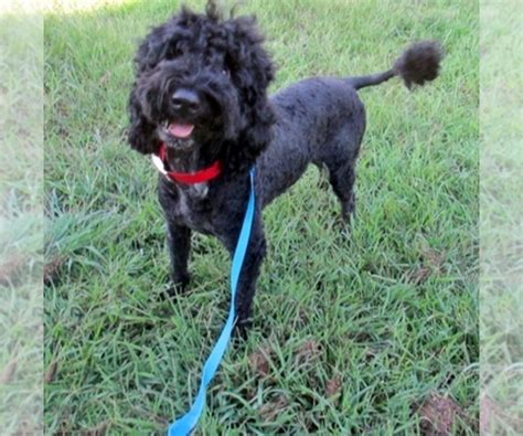 Poodle Standard Portuguese Water Dog Mix Dog Breeder In West Plains