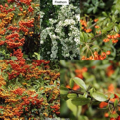 Plant A Day John Connors On Instagram Firethorn Pyracantha Type