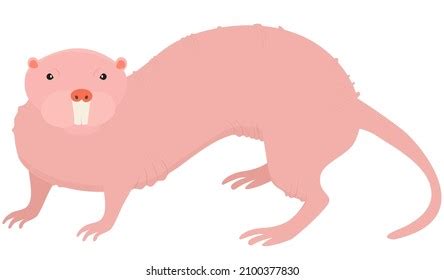 11 Naked Mole Rat Cartoon Royalty Free Images Stock Photos Pictures Shutterstock