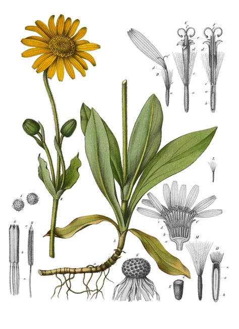 Arnica Montana Corte Ducale