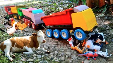 Mobil Truk Tronton Panjang Menabrak Hewan Sapi Moo Gajah Kambing