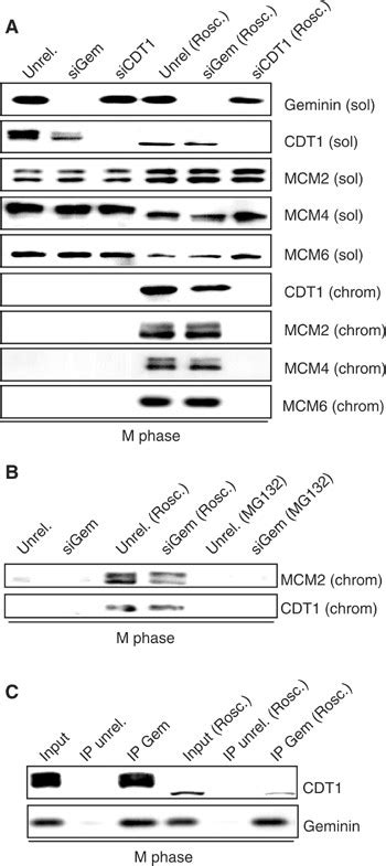 Cdk Inactivation And Not Geminin Depletion Leads To Premature Pre Rc