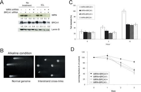 Roles Of WRN And BRCA1 In Response To Psoralen ICLs A RNAi Was Used