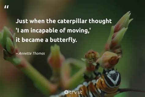 31 Caterpillar Quotes about Transformation And More (2024)