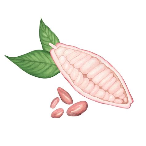 Vaina De Cacao Rosa Madura Con Granos De Rub Aislados Sobre Fondo