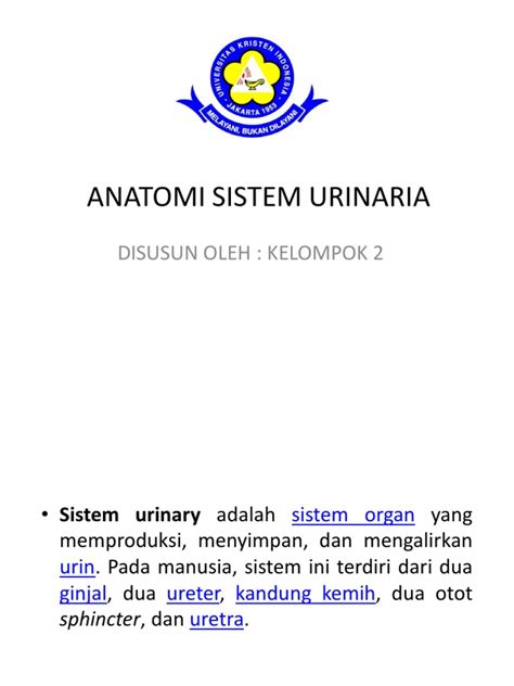 PDF Anatomi Sistem Urinaria Kel2 DOKUMEN TIPS