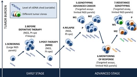 Figure 1 From Circulating Tumor Dna Analysis In The Era Of Precision