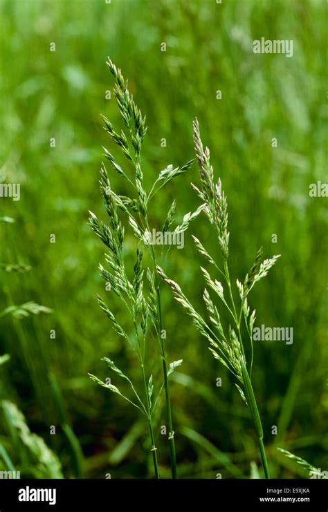 Kentucky Bluegrass Plant Hi Res Stock Photography And Images Alamy