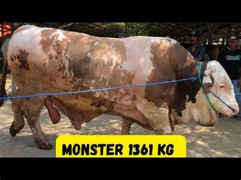 Detik2 Rossi Sapi Monster 1361 KG Juara Kelas Extreme Turun Dari Truck