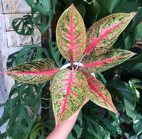 Aglaonema Red Legacy | Plants, House plants, Indoor plants