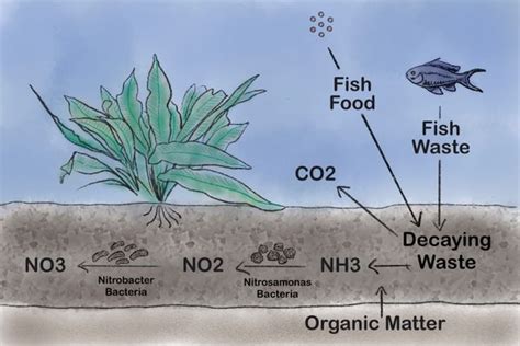 How To Cycle An Aquarium Nitrogen Cycle And Troubleshooting Explained