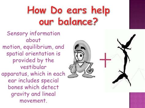 The Ears Hearing And Balance Presentation Presentation