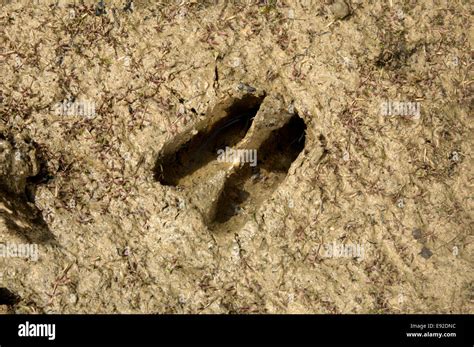 Fallow Deer Hoof Print Dama Dama Stock Photo Alamy