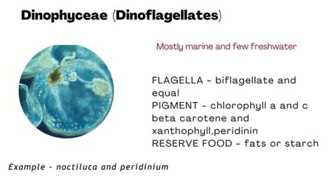 Classification Of Algae By Fritsch Ppt Pptx