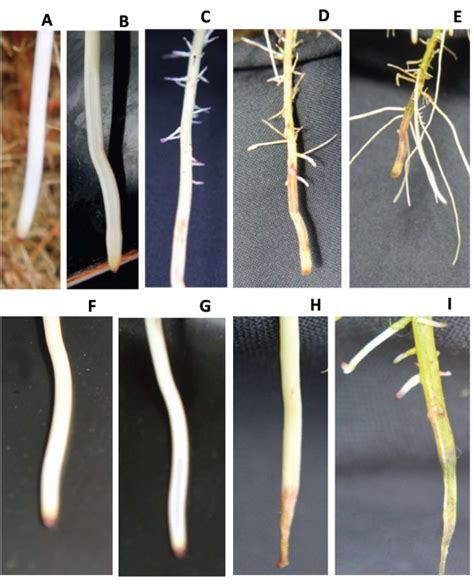 Multipronged Phenotyping Approaches To Characterize Sugarcane Root Systems Jove