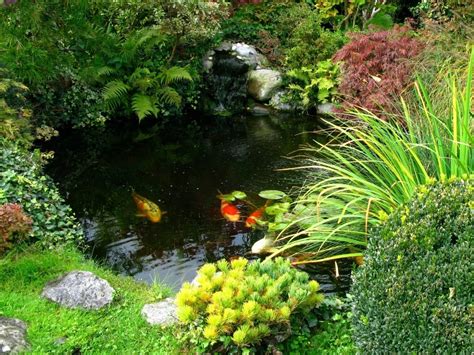 Caring for Pond Fish? | ThriftyFun