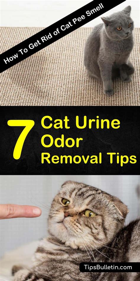 7 Simple Ways to Get Rid of Cat Pee Smell