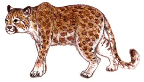 Pumapard By Sundsart On Deviantart