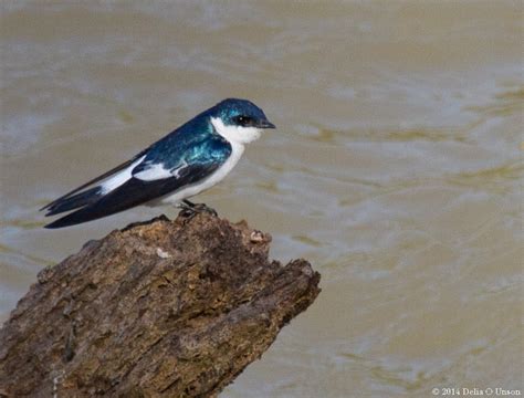 Blue And White Swallow Notiochelidon Cyanoleuca Hato L Flickr