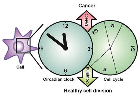 Circadian Clock Cell Division And Cancer From Molecules To Organism