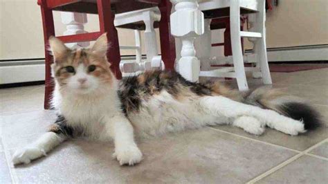 Maine Coon Mix Cat For Adoption In Seattle Wa Adopt Delightful Daisy