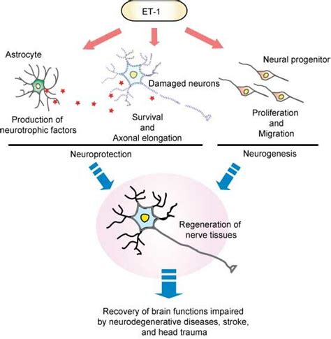 Possible Roles Of ETB Receptors In Survival And Regeneration Of Damaged