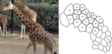 tessellations  architecture