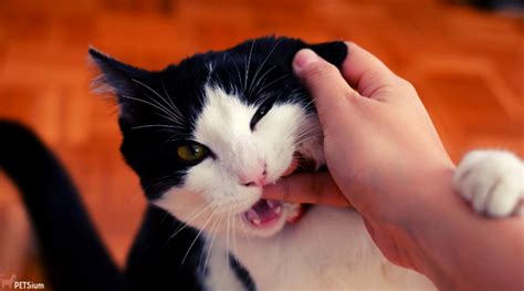 Aggressive Cat Behavior Petsium