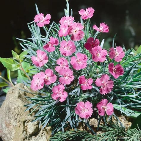 Dianthus Gratianopolitanus Eydangeri Garten Pfingst Nelke Eydangeri