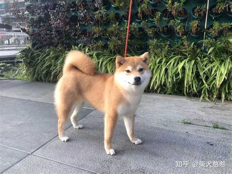 柴犬肩高对照表柴犬肩高与月份对照表 伤感说说吧