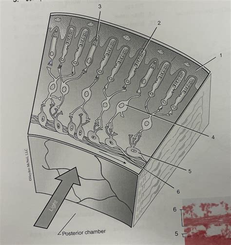 Cell Layers of Retina Diagram | Quizlet