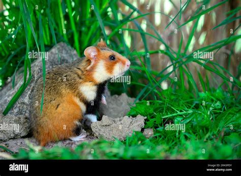 European hamster (Cricetus cricetus), European field hamster, European ...