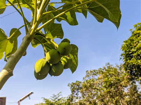 A Jatropha Curcas Fruit Still Hanging On The Tree Also Called As