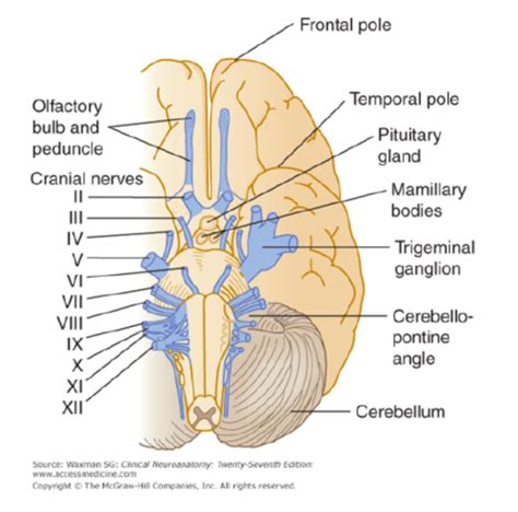 Muscles Innervated By Cranial Nerves Neurology Medbullets