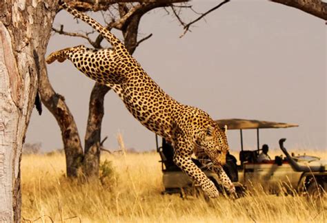 Best Parks In Uganda Where You Can Find Leopards Safari Vacations