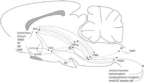 Mouse Brain Sagittal Section