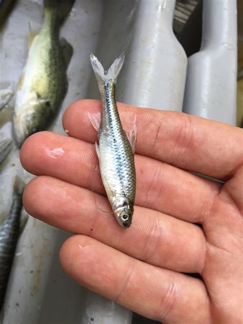 Pugnose Minnow A Field Guide To The Fishes Of Charlotte Harbor