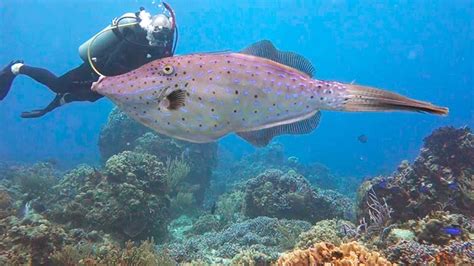 Filefish Species, All about these Caribbean Dive Buddies