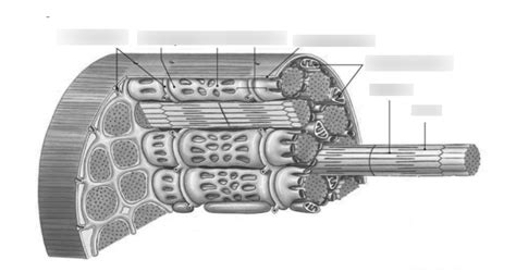 sarcolemma diagram (1) Diagram | Quizlet