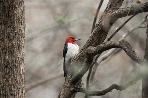 12 Woodpeckers of Texas (With Pictures)