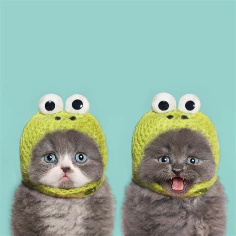 Two Kittens In Knit Frog Hats Are Definitely Better Than One Imgur