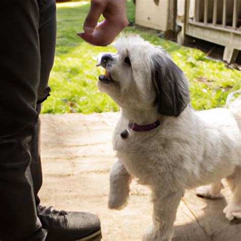 Havanese Behavior: Understanding Your Lovable Companion