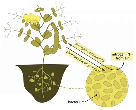 Nitrogen Fixation Definition Methods And Benefits