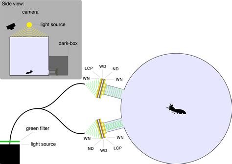 Circularly Polarized Light as a Communication Signal in Mantis Shrimps ...