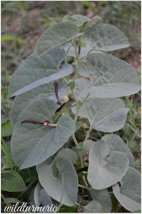 5 Top Medicinal Uses Of Aristolochia Bracteata Aadu Thoda Ilai