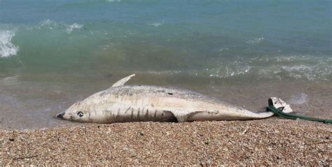 Delfino Morto In Spiaggia Giallo Sul Cappio Alla Coda